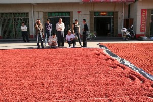 Wolfsbeeren beim Trocknen in Ningxia