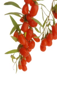 frische Goji Beeren am Zweig