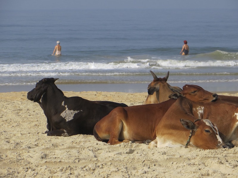 Kühe Goa Benaulim Strand