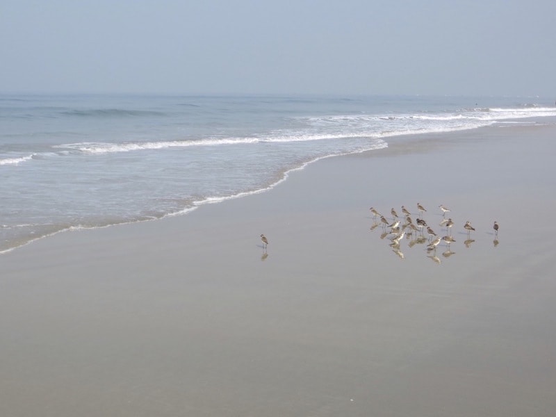 Vögel Strand Meer Strandläufer
